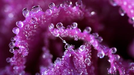 Macro Elegance Dew-Kissed Rose in 4K wallpaper