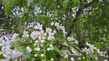 Delicate Blossoms Amidst Lush Greenery wallpaper