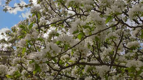Blossoming White Flowers Against a Bright Sky wallpaper