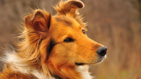 Stunning Close-Up of a Majestic Dog wallpaper