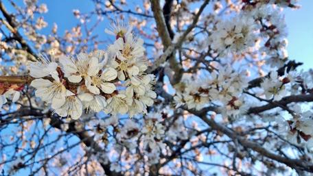 Blossoming Beauty of Springtime Flowers wallpaper