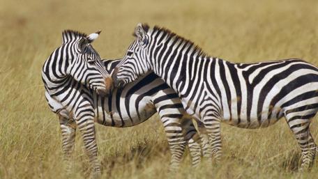 Zebras Bonding in Nature's Embrace wallpaper