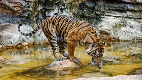 Majestic Tiger Near Tranquil Water wallpaper