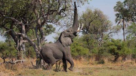 Majestic Elephant Roaming the Wild wallpaper