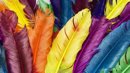 Vibrant Feathers in Colorful Symphony wallpaper