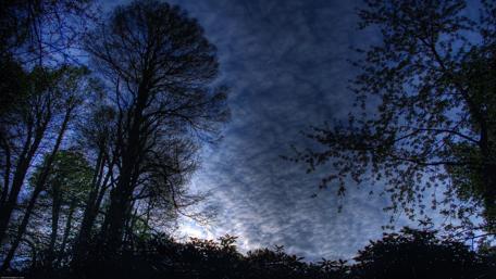 Twilight Serenity in the Forest wallpaper