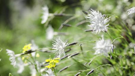Floral Serenity in Nature's Embrace wallpaper