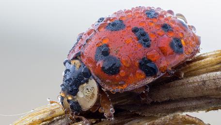 Ladybug Adorned with Dewdrops wallpaper