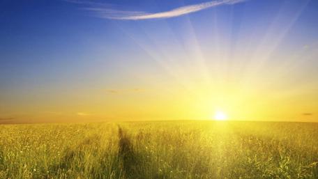 Golden Sunrise Over a Serene Field of Blissful Nature wallpaper