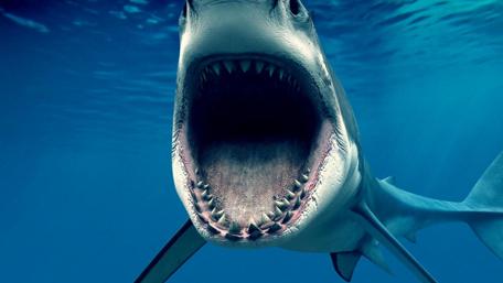 Majestic Underwater Predator wallpaper