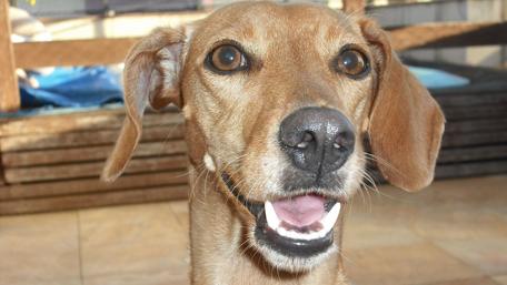 Joyful Dog Portrait with Bright Eyes and Cheerful Expression wallpaper