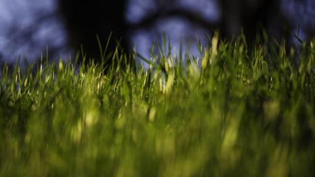 Lush Green Grass in Nature's Embrace wallpaper