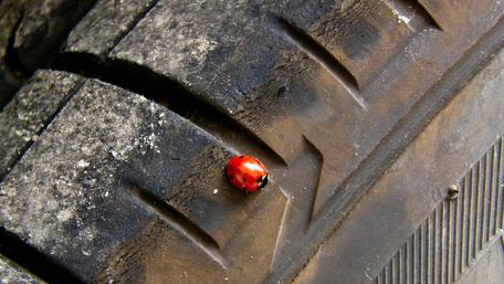 Tiny Ladybug on Tire Tread Wall Art wallpaper