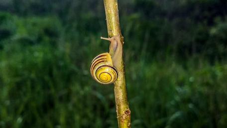 Colorful Snail Climbing a Branch in Nature's Splendor wallpaper