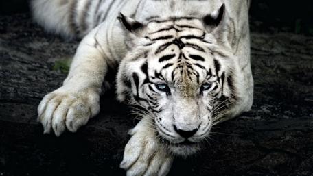 Majestic White Tiger in the Wild wallpaper