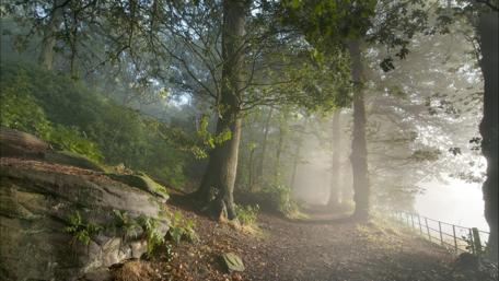 Misty Forest Pathway wallpaper