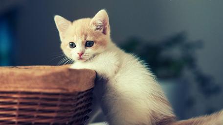 Kitten's Curious Gaze at the World wallpaper