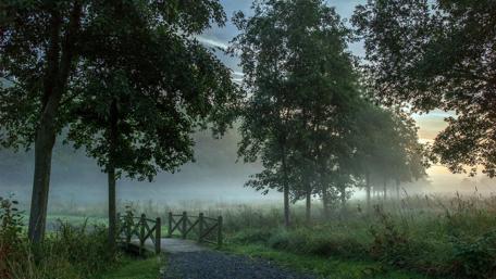 Misty Morning Bridge in Nature's Embrace wallpaper
