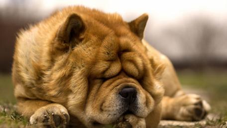 Sweet Dreams Chow Chow wallpaper