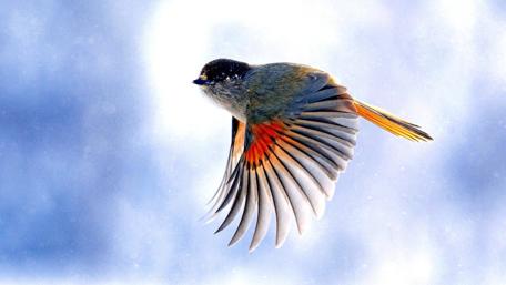 Bird Gliding through Snowy Air wallpaper