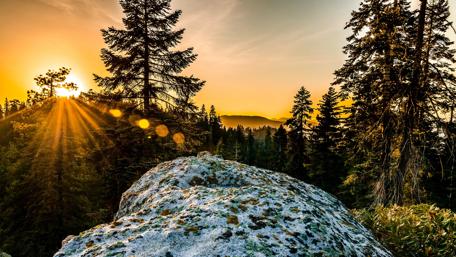 Golden Sunrise Over Majestic Forest Hills wallpaper