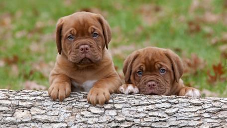 Adorable Puppies Peering Over a Log wallpaper