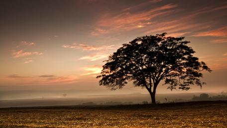 Twilight Serenity in a Misty Field wallpaper