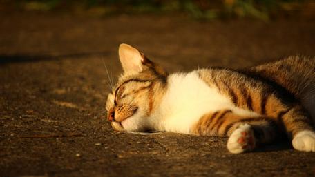 Sleeping Cat in Golden Light wallpaper