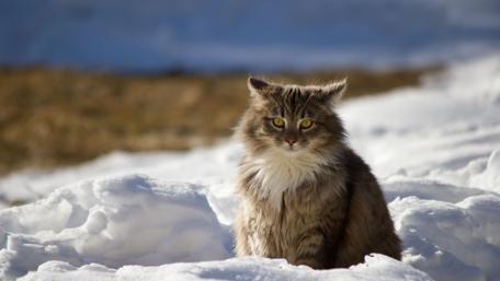 Fluffy Cat Amid Winter Snow wallpaper