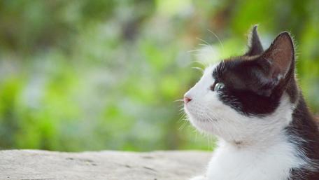 Elegant Cat Gazing Into Nature’s Beauty wallpaper