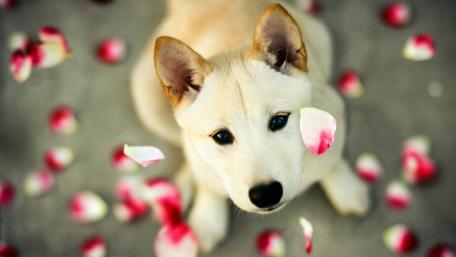 Charming Dog Amidst Flower Petals wallpaper