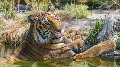 Majestic Tiger Relaxing in Nature wallpaper
