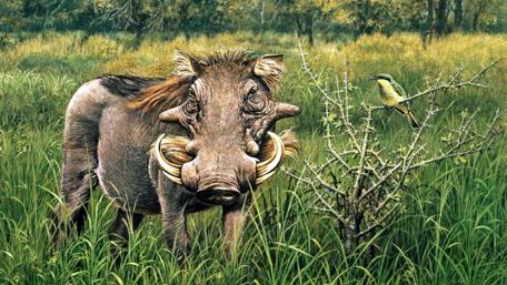 Majestic Wild Boar in Nature Scene wallpaper