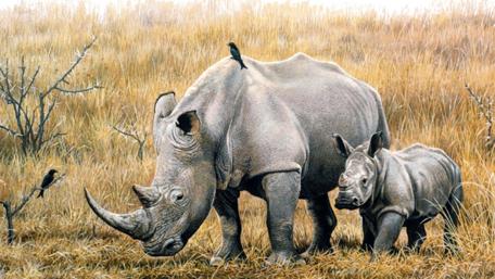 Majestic Rhinos in Their Natural Habitat wallpaper