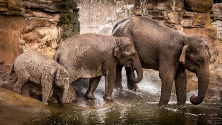 Majestic Elephants by the Waterfall wallpaper