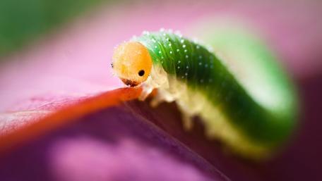 Vibrant Macro World of a Green Caterpillar wallpaper