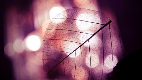 Translucent Leaf with Ethereal Light Effects wallpaper