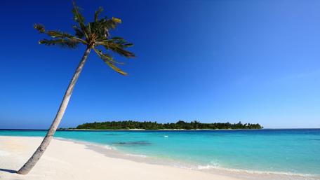 Tropical Paradise at Sandy Beach wallpaper