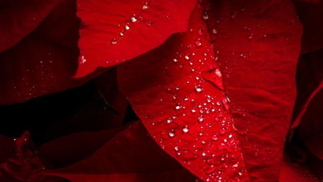 Vivid Red Petals with Glimmering Waterdrops wallpaper