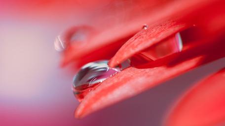 Radiant Waterdrops on Petals wallpaper