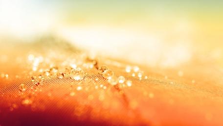 Glistening Water Drops on Soft Surface wallpaper