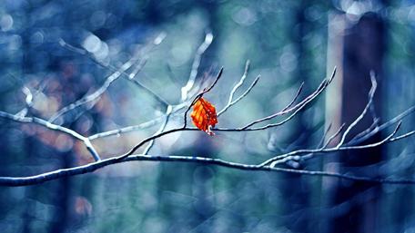 Last Leaf of Autumn Magic in Focus wallpaper