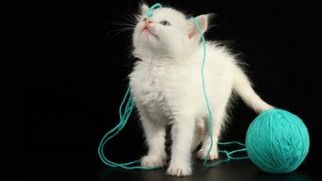 Playful White Kitten with Yarn Ball wallpaper