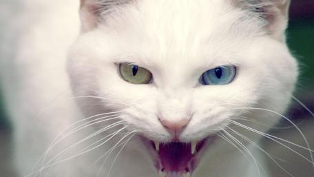 Majestic White Cat with Striking Eyes wallpaper