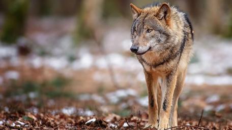 Majestic Wolf in Winter Setting wallpaper