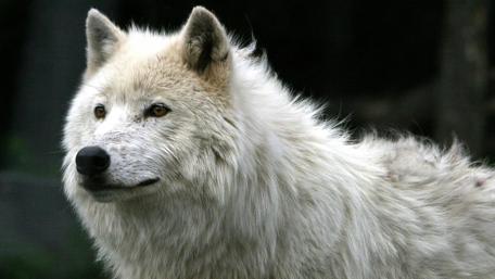 Majestic White Wolf in the Wild wallpaper