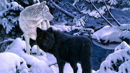 Mystical Wolves in Winter Wonderland wallpaper