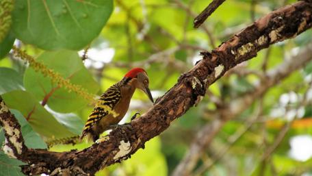 Woodpecker Perched in Natural Habitat wallpaper