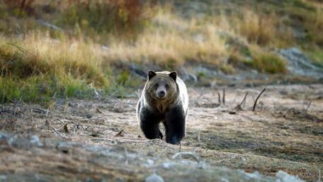 Majestic Grizzly Bear in the Wild wallpaper
