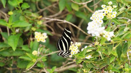 Elegant Stripes and Blossoms in Nature's Dance wallpaper